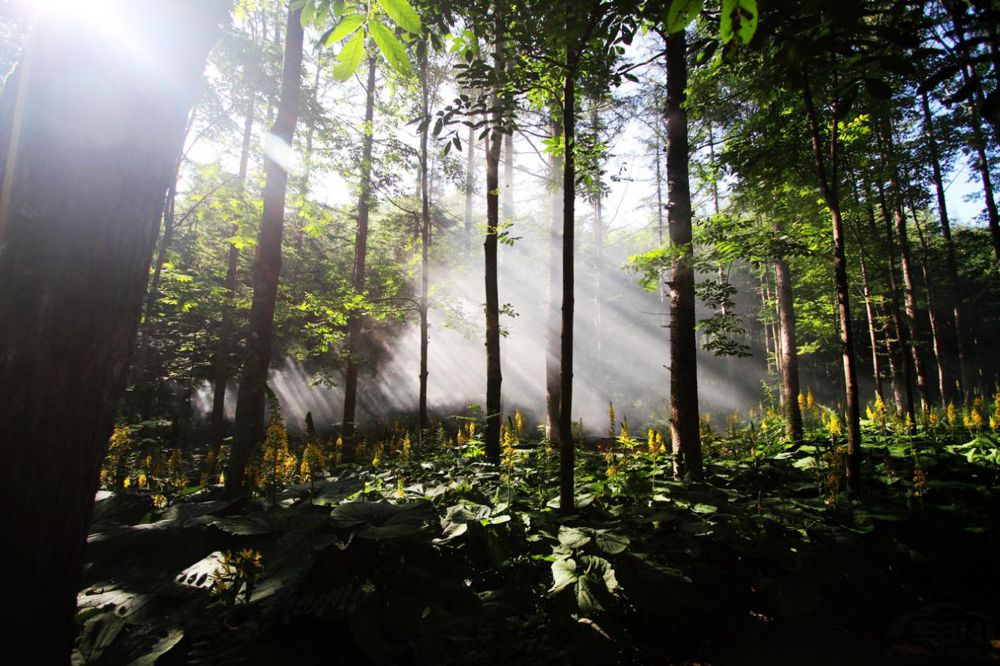 车在城中行 身在森林中 带森林氧吧轿车推荐 车在城中行 身在森林中 带森林氧吧轿车推荐