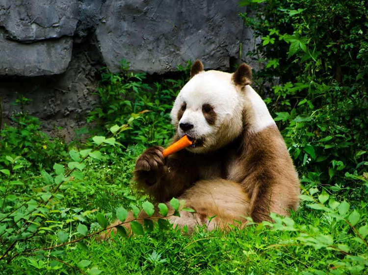 ����èֻ�кڰ�������ɫ���������к�ɫ��