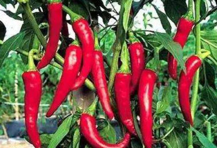 ���ڿ����ؼ� ����·�ϲ������ıر�����