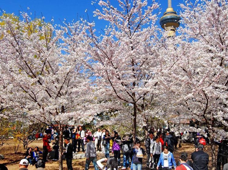 �ߵ£�ʮ����ӣʥ�� �人��ѧֻ���ŵڶ�