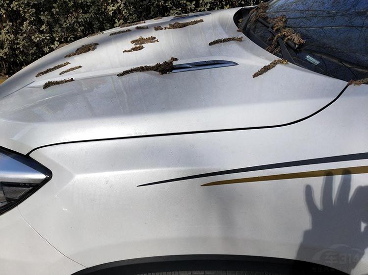 二手车贩子眼光毒?揭秘转两圈就知车况 二手车贩子眼光毒?揭秘转两圈就知车况